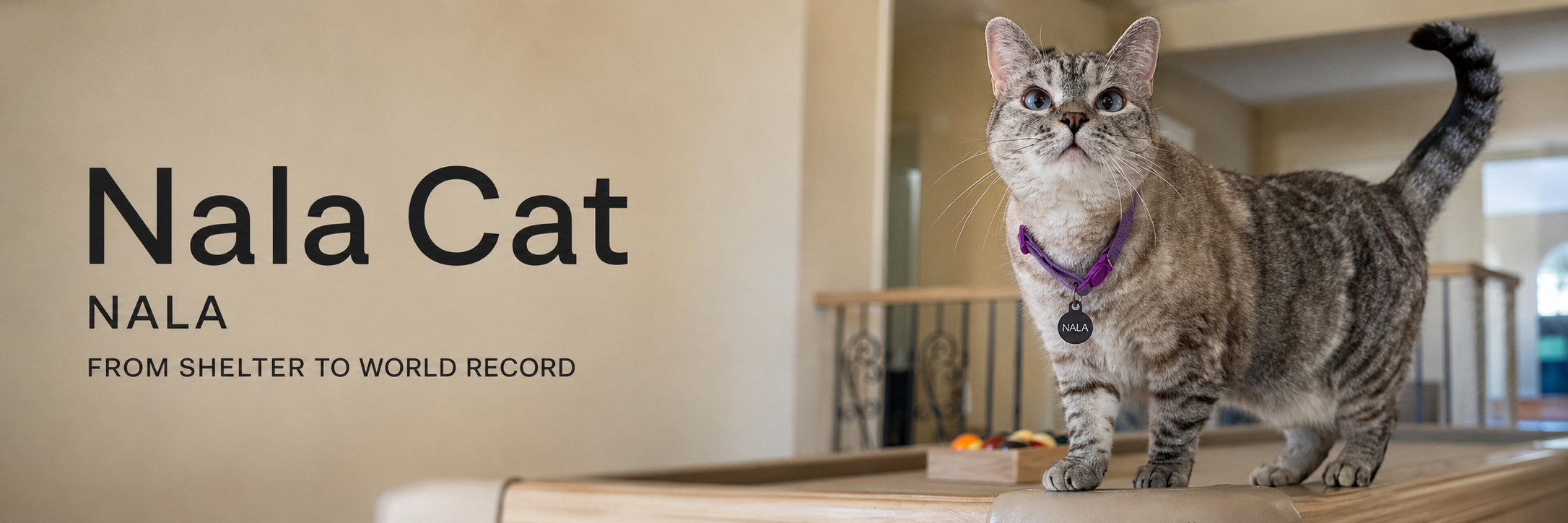 Nala Cat, a grey tabby with a purple collar, standing on a bannister beside the words Nala Cat, NALA, from shelter to world record.