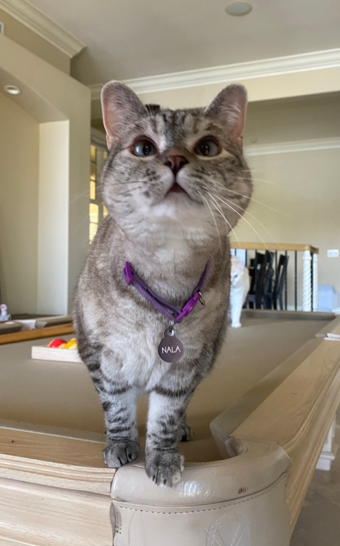 Nala Cat standing on the arm of a cream sofa in a bright hallway, wearing a purple collar with a round NALA name tag and looking upward.